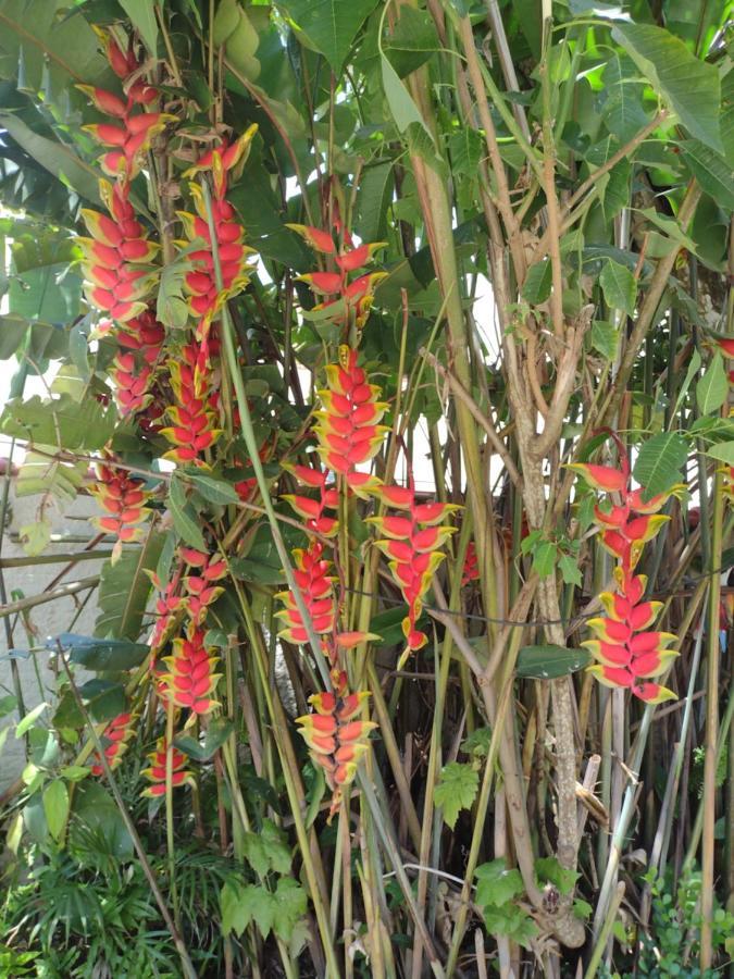Oca Pora